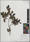 Foto von Salix mielichhoferi Saut.